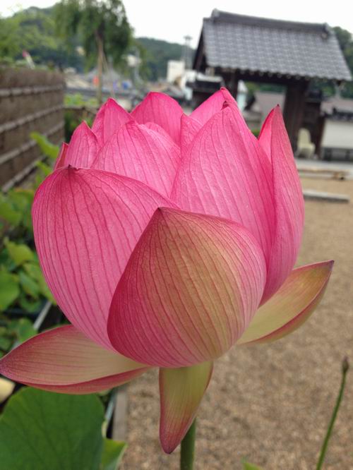 三春 法蔵寺のはす